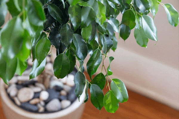 گیاه بنجامین سبز